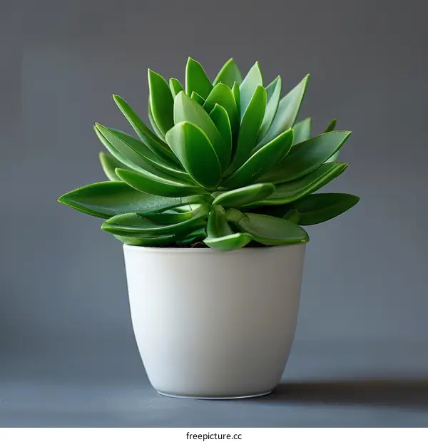 Green Succulent Plant in White Pot