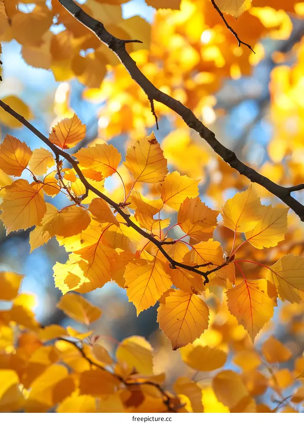 Yellow autumn leaves with blurred background