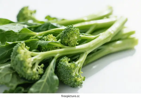 Fresh Green Broccoli with Leaves and Stems Close Up