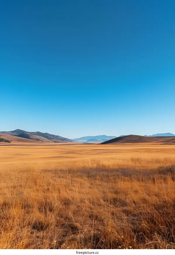 Grass field under blue sky