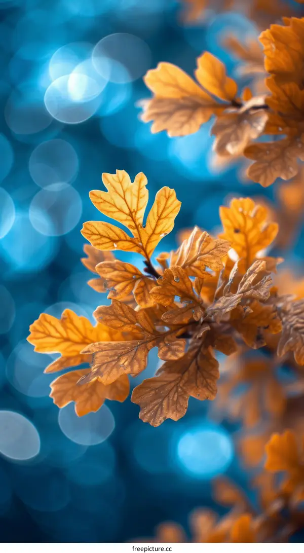 Close-up of brown and orange autumn leaves with blurred blue background