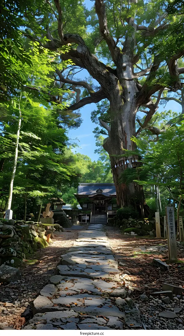 Stone path leading to Shinto shrine with giant tree