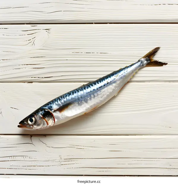 Fresh Mackerel on White Wooden Background