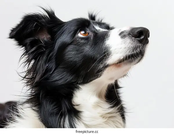 A Border Collie staring off into the distance