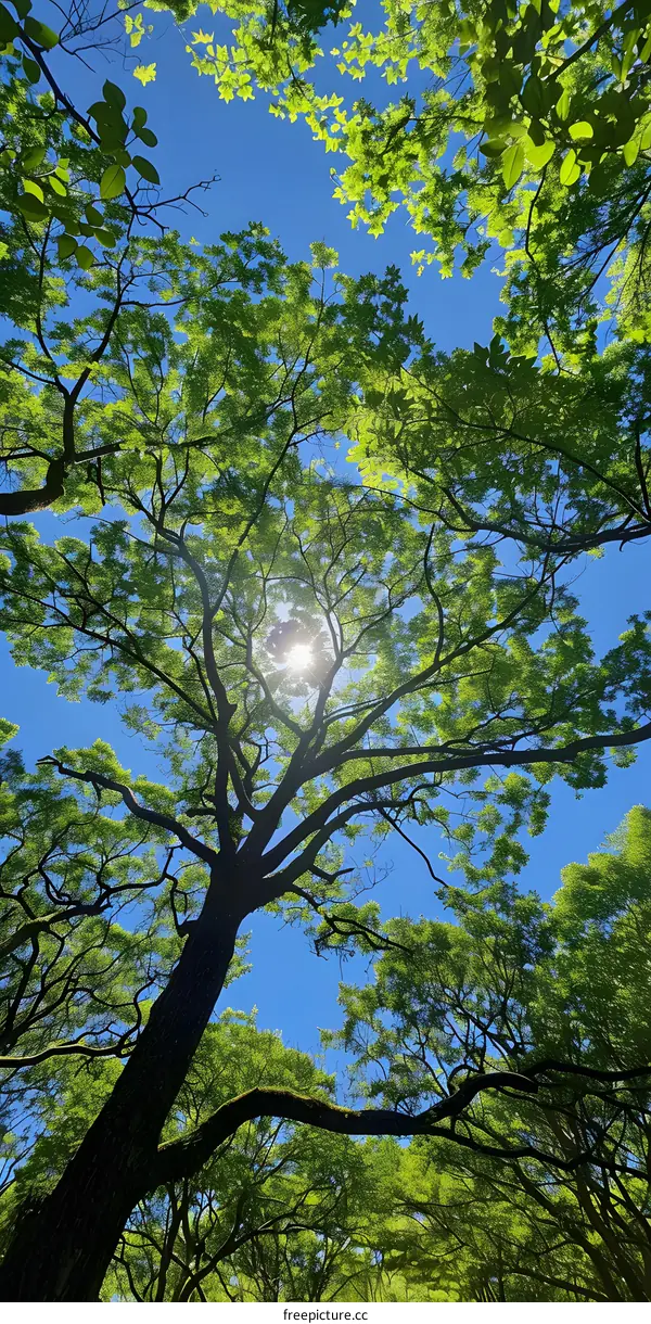 Sunlight Shining Through Tree Canopy
