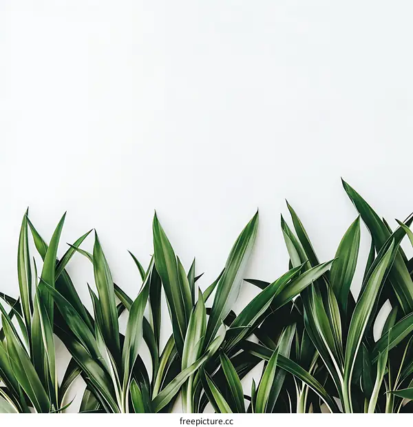 Green Leaves on White Background Minimalist Nature Photography