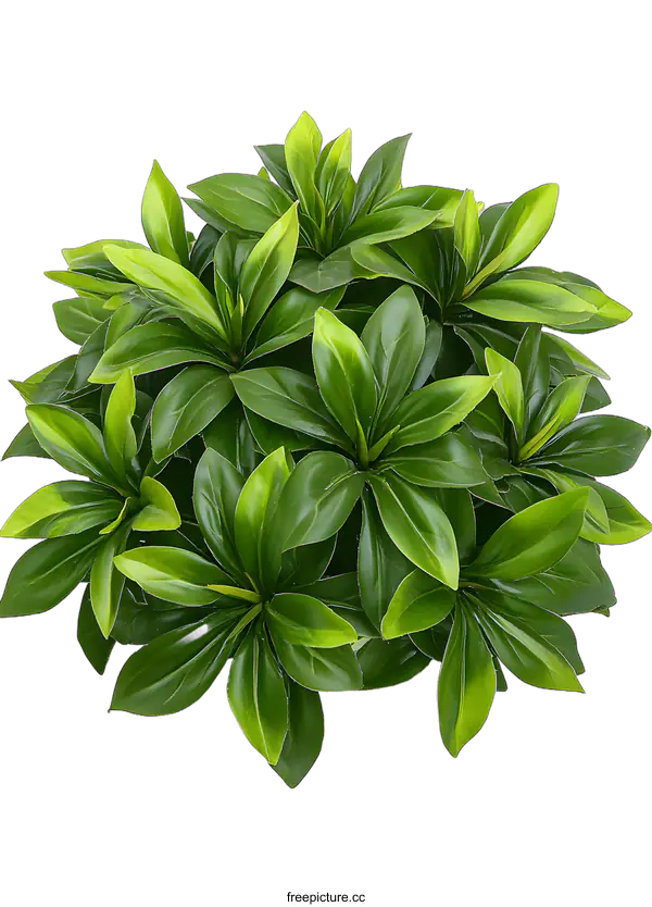[Transparent Background PNG]Green Lush Foliage Plant