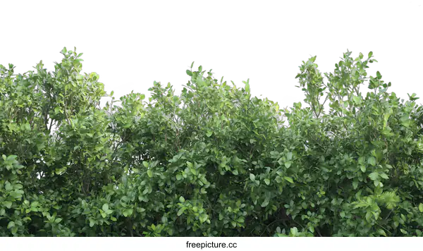 [Transparent Background PNG]Green Bush with White Sky Background