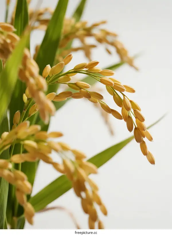 Close-up of golden rice ears with green leaves in natural light