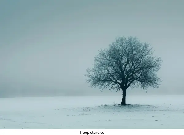 Tree In Field Of Snow In Foggy Weather