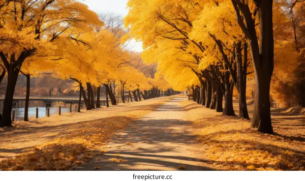 Golden Path Through Autumn Foliage