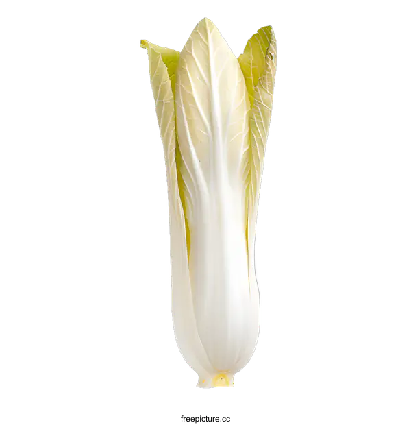[Transparent Background PNG]Fresh White Bok Choy on White Background
