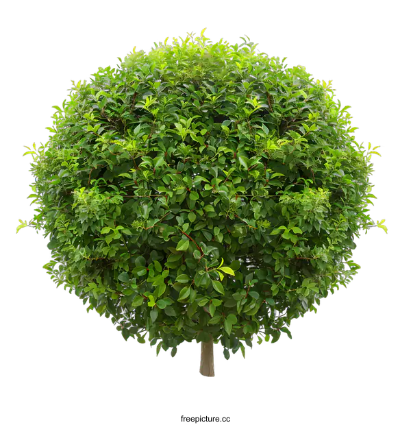 [Transparent Background PNG]Green Tree Isolated On White Background