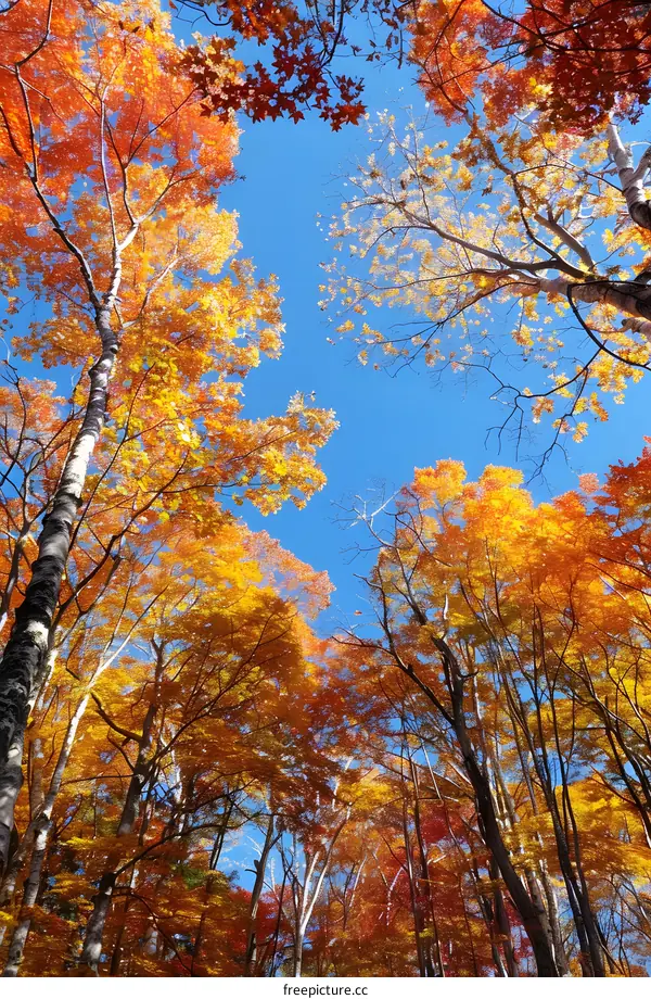 Autumn Trees With Golden Leaves And Blue Sky