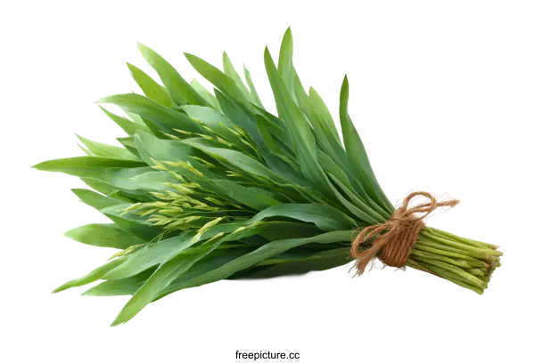 [Transparent Background PNG]Fresh Bunch of Green Herbs Isolated on White
