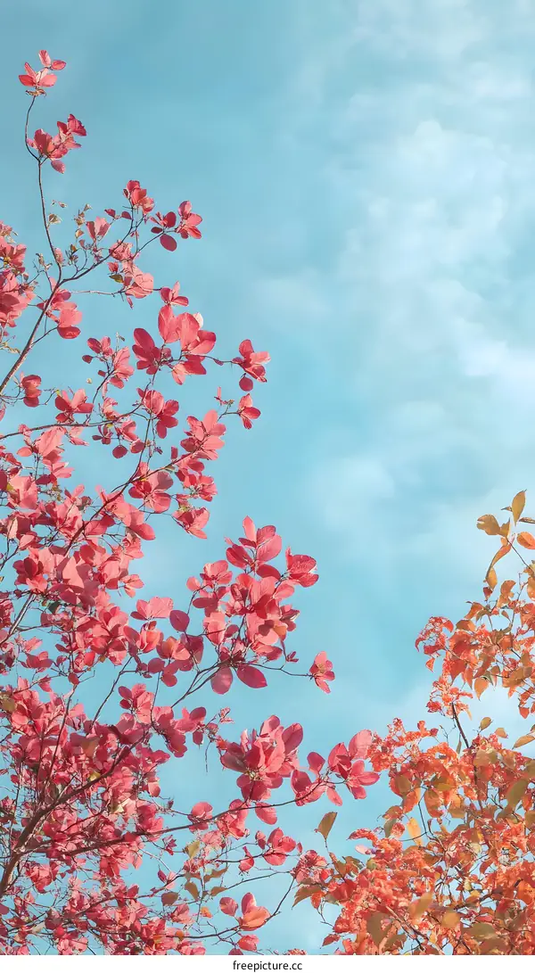 Pink Leaves Against Blue Sky