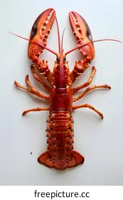 lobster
