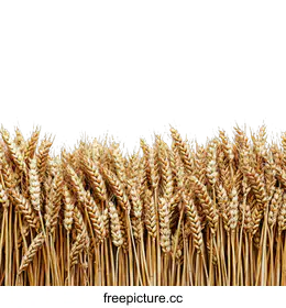 golden wheat