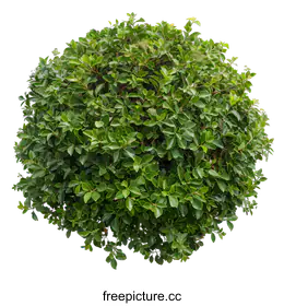 shrub