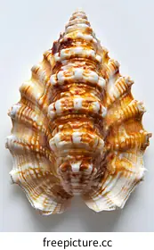 seashell