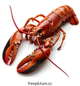 lobster