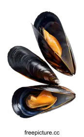 mussel