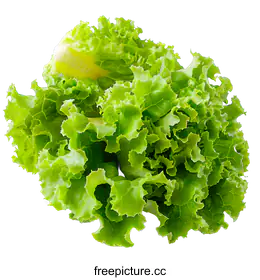 lettuce
