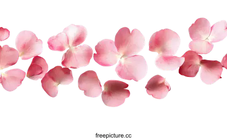 rose petals