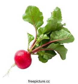 radish