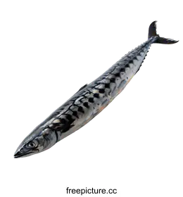 mackerel