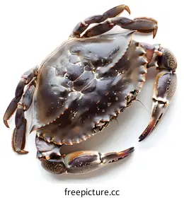 crab