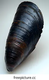 mussel