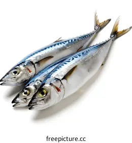 mackerel