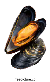 mussel