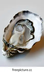 oyster