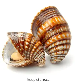 shellfish