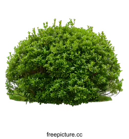 shrub