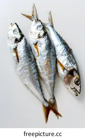 mackerel