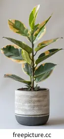 Fiddle Leaf Fig