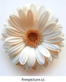 gerbera