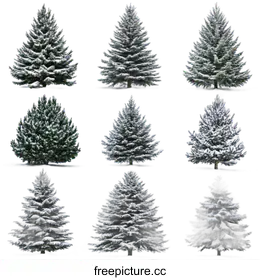 conifer