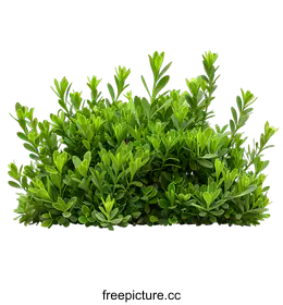 shrub