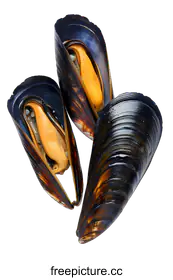 mussel