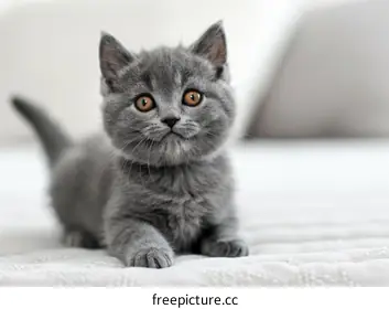 gray cat