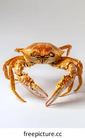 crab