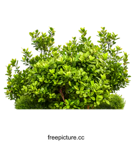 shrub
