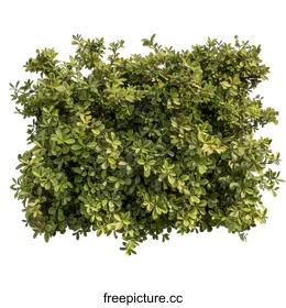 shrub