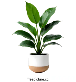 indoor plant