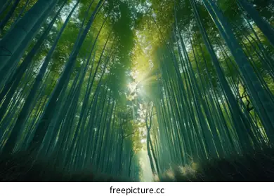 sunlight photography