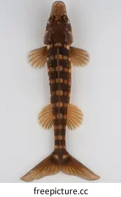 biodiversity conservation